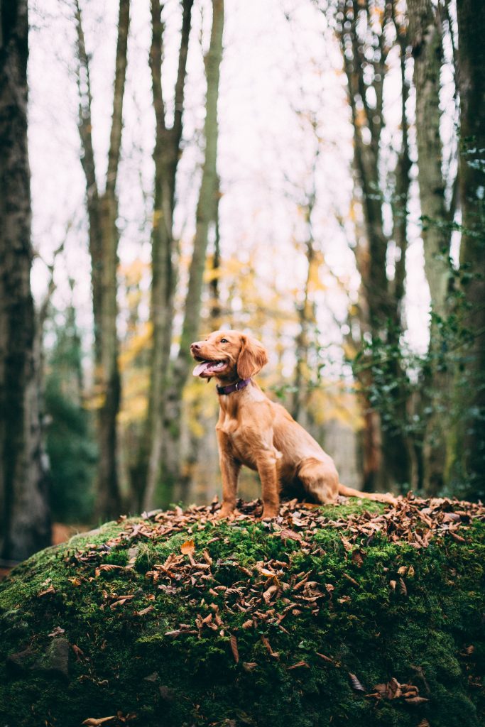 Chien-Majestueux-foret