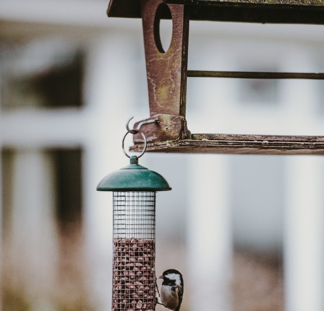 Quelle cabane à oiseaux choisir en fonction de l’espèce ?